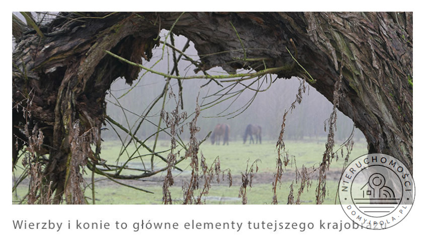 Dom Sprzedaż Nowy Secymin
