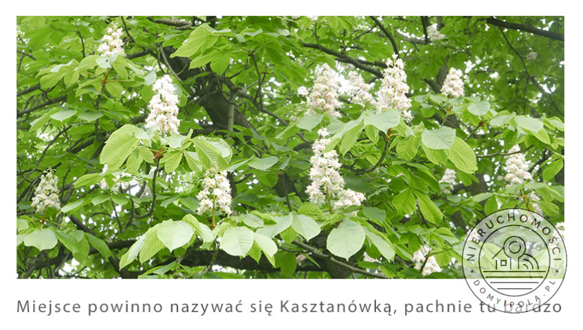 Działka Sprzedaż Brzozówka